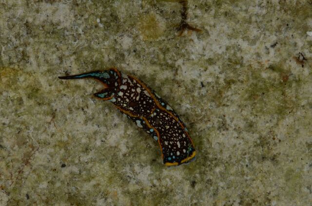 File:Chelidonura normani.jpg