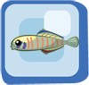 File:Fish Zebra Barred Dartfish.png