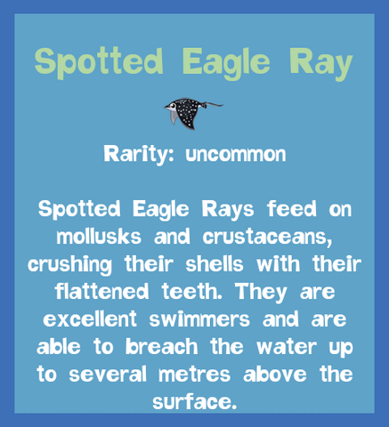File:Fish2 Spotted Eagle Ray.png