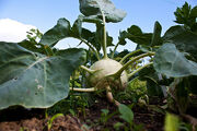 Kohlrabi