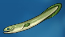 Fish eel