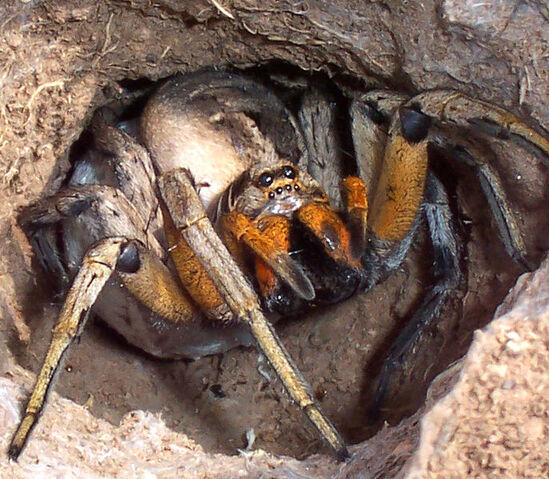 File:Wolf spider attack position.jpg