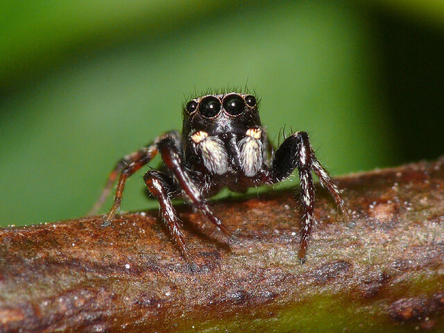 File:Jumping-spider.jpg