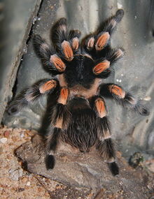 463px-BrachypelmaSmithi