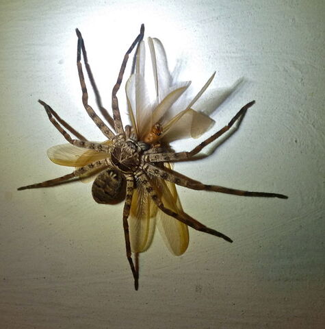 File:593px-Giant huntsman.jpg