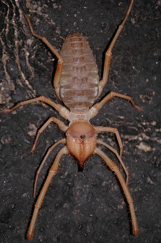 File:398px-Sunspider.jpg