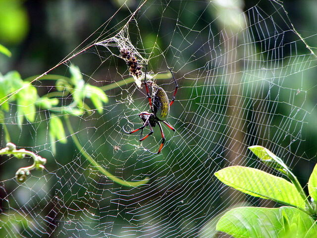 File:800px-Néphila inaurata Madagascar 01.jpg