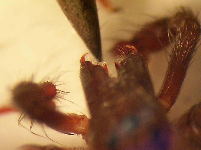 File:Fangs-full.jpg