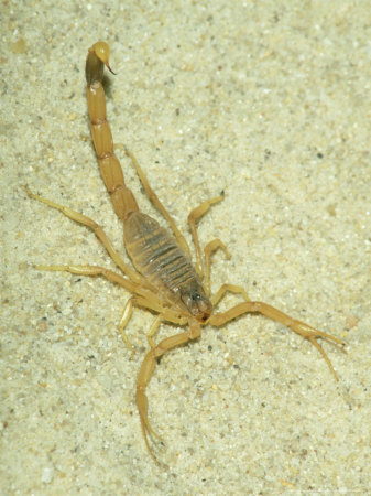 Deathstalker-scorpion-from-the-front-2gxktzj