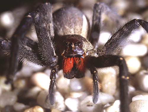 File:TropicalSpider4-jrt-.jpg