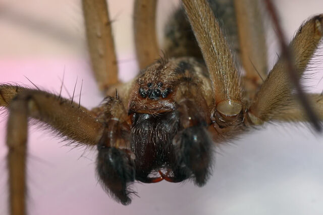 File:HoboSpiderFrontCloserSide 8404.jpg