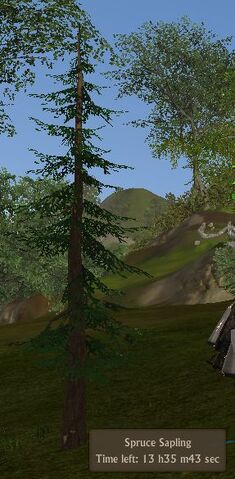File:Spruce sapling.jpg