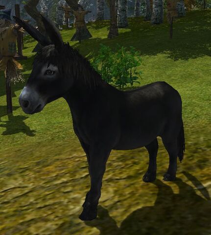 File:Donkey Mature.jpg