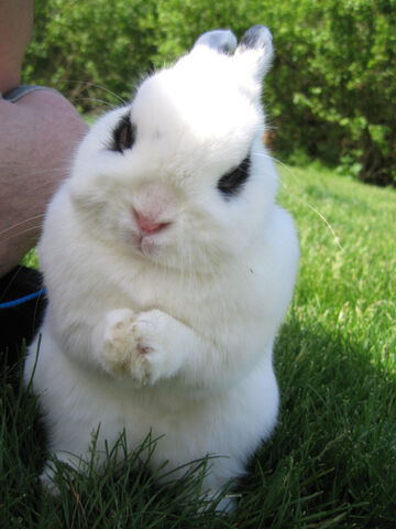 File:Evil Bunny.jpg