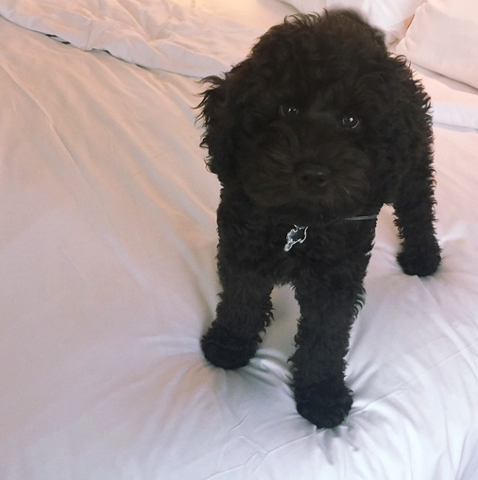 File:Sirius-cute-1.png