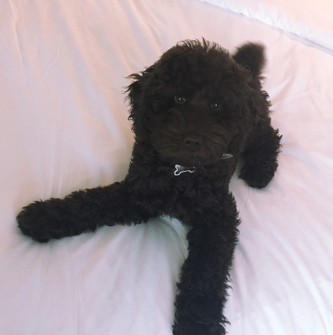 File:Sirius-cute-3.png