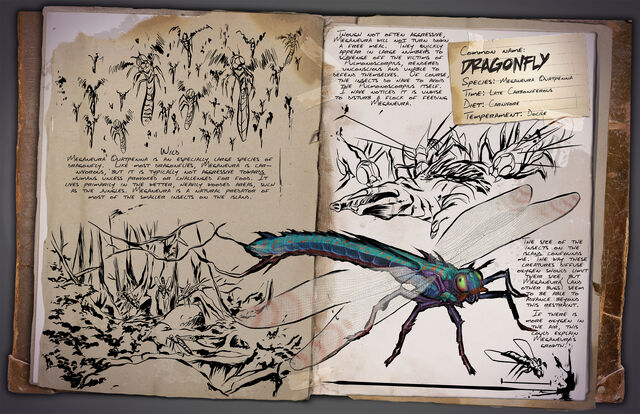 File:29 - Dragonfly.jpg