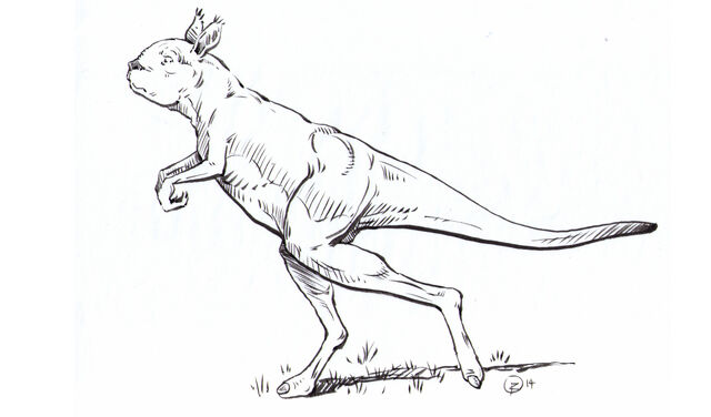 File:Janis-kangaroo-Sthenurines.jpg