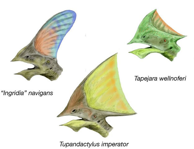 File:Tapejara heads BW.jpg