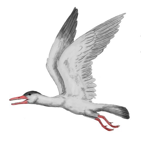 File:Ichthyornis2.jpg