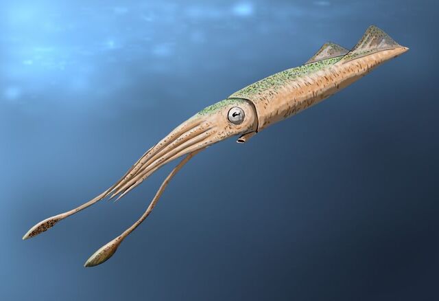 File:Tusoteuthis BW.jpg