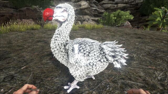 File:800px-Dodo PaintRegion2.jpg