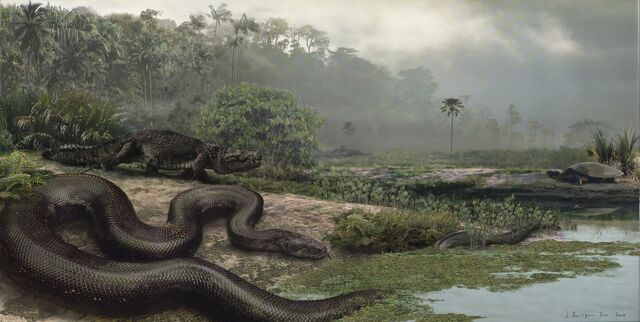 File:Reconstrucción Titanoboa cerrejonensis.jpg
