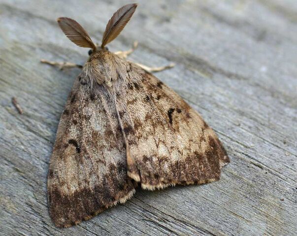 File:Lymantria dispar01.jpg