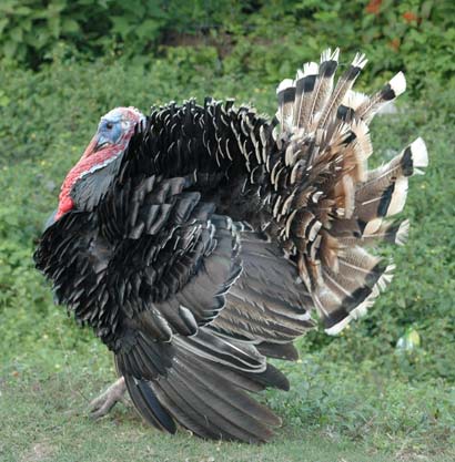 File:Turkey.jpg