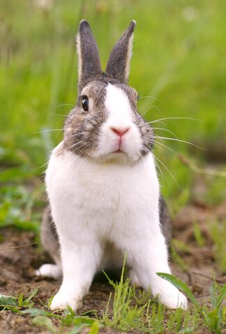 File:Rabbit.jpg