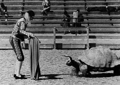 File:Bull turtle.jpg