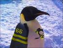 File:1204512947 Penguin.jpg