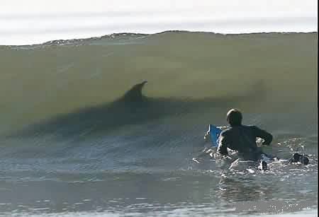 File:Sharky.jpg