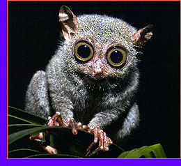 File:Tarsier.jpg