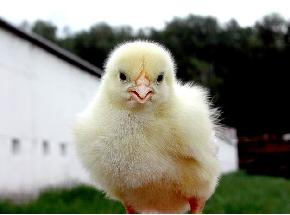 File:Angry bird.jpg