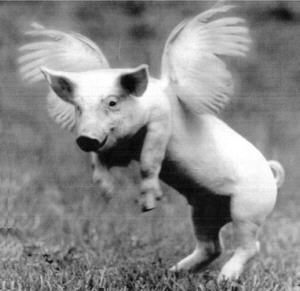 File:Flying pig.jpg