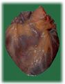 Thumbnail for version as of 17:07, September 6, 2010