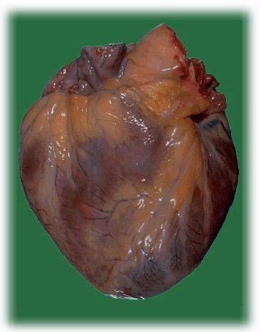 File:Iheartheart.jpg