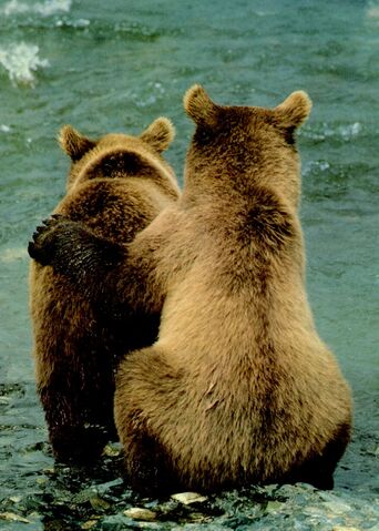 File:2bears.jpg