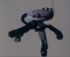 Spinne