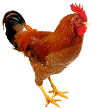 File:Roosters for kids 320.jpg