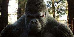 Grodd