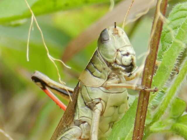 File:User-DarkDrake88-grasshopper.jpg