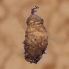 Kuragknolle.png