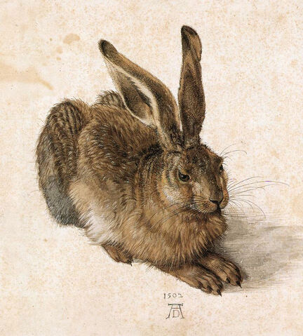 Αρχείο:Durer Young Hare.jpg
