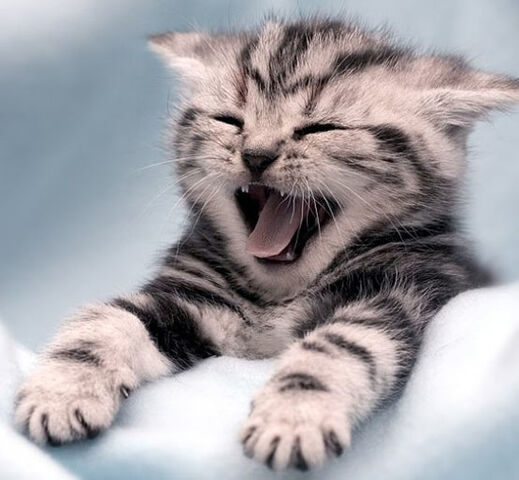 File:Yawnkitteh.jpg