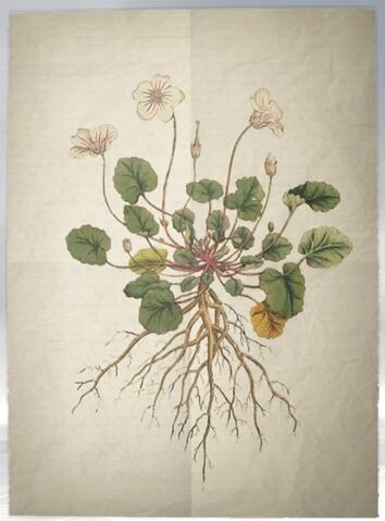 File:ACS DB Dwarf Geranium.jpg