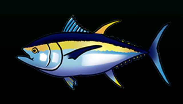File:BigEyeTunaACP.png
