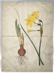 ACS DB Jonquil