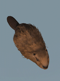 ACIII Castor base de données.png